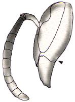 Kurzkopfwespe (Vespula)