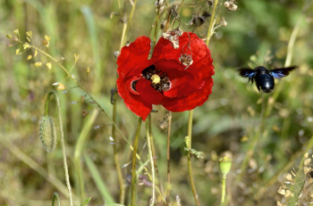 Schwarz-Blaue Holzbiene besucht die Blume des Jahres 2017