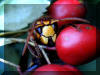 Oktober 2003: Hornisse auf der Frucht eines Weissdorn