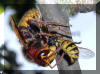 Juli 2004:  Hornisse zerteilt eine erbeutete Wespe