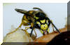 September 2004: Deutsche Wespe auf einem Pflaumenkuchen