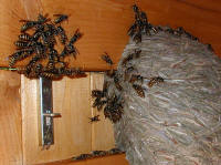 Die Jungkoeniginnen der saechsischen Wespe sind zum Abflug bereit und sammeln sich im Neswtbereich - Aufnahme: Peter Tauchert (c) 2006