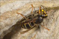 Die Nesthuelle der mittleren Wespen wird erweitert - Aufnahme Ingo Arndt (c) 2011