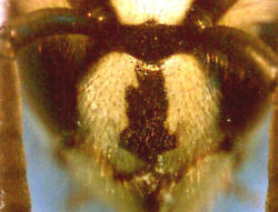 Stirnschildzeichnung der gemeinen Wespe