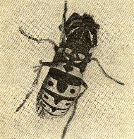Wespenkoenigin    Als stachelbewehrtes Wesen traegt die Wespe eine aufdringliche gelbschwarze Faerbung, die als Warnfarbe angesehen wird. Die grelle Faerbung ist fr die Feinde der Wespe ein deutliches Zeichen, sich von ihr fernzuhalten.