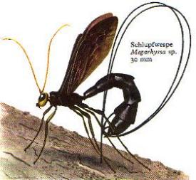 Schlupfwespe (Megarhyssa sp.)