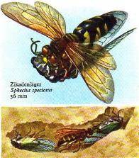 Zikadenjaeger (Sphecius speciosus) 36 mm
